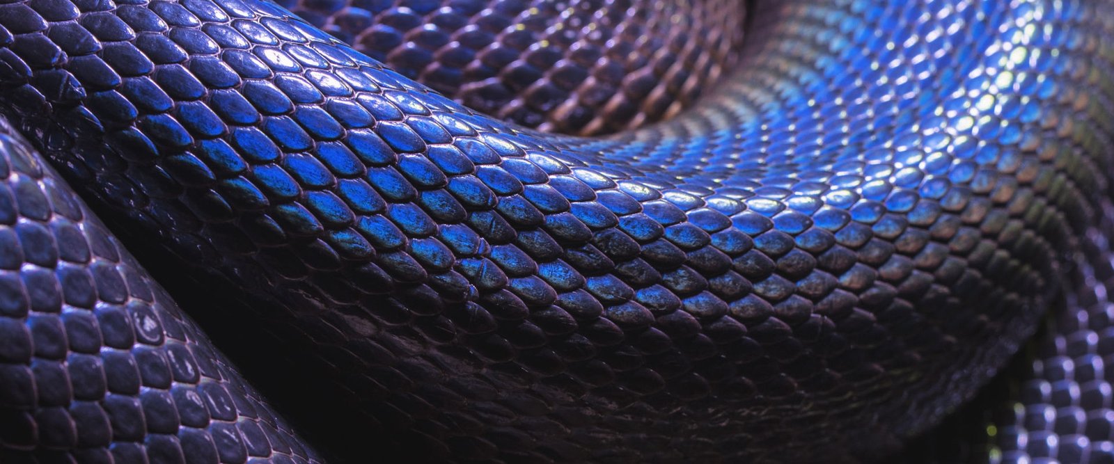 Serpent Power Kundalini Yoga Intensive